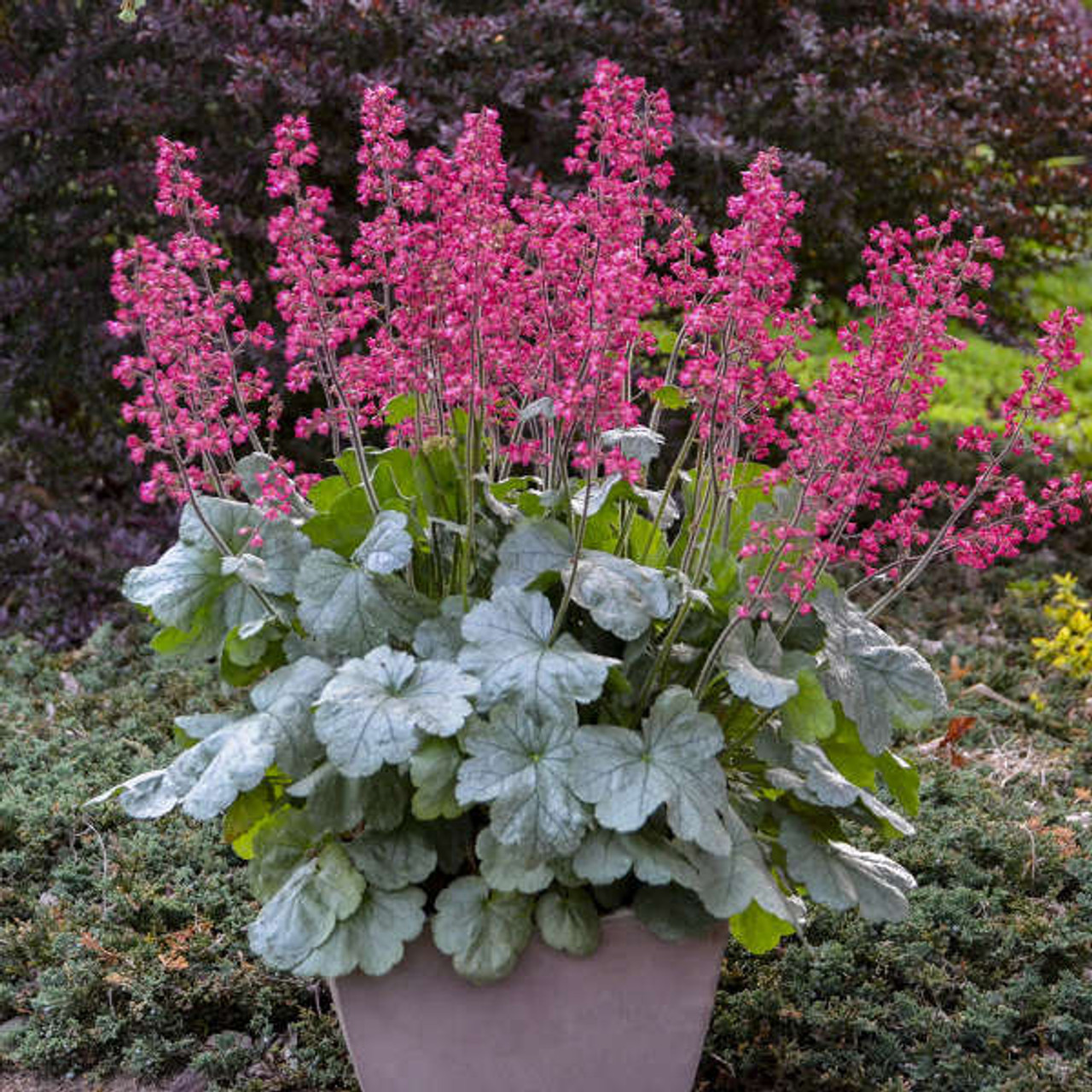 Heuchera Spearmint PPAF 20ct Flat