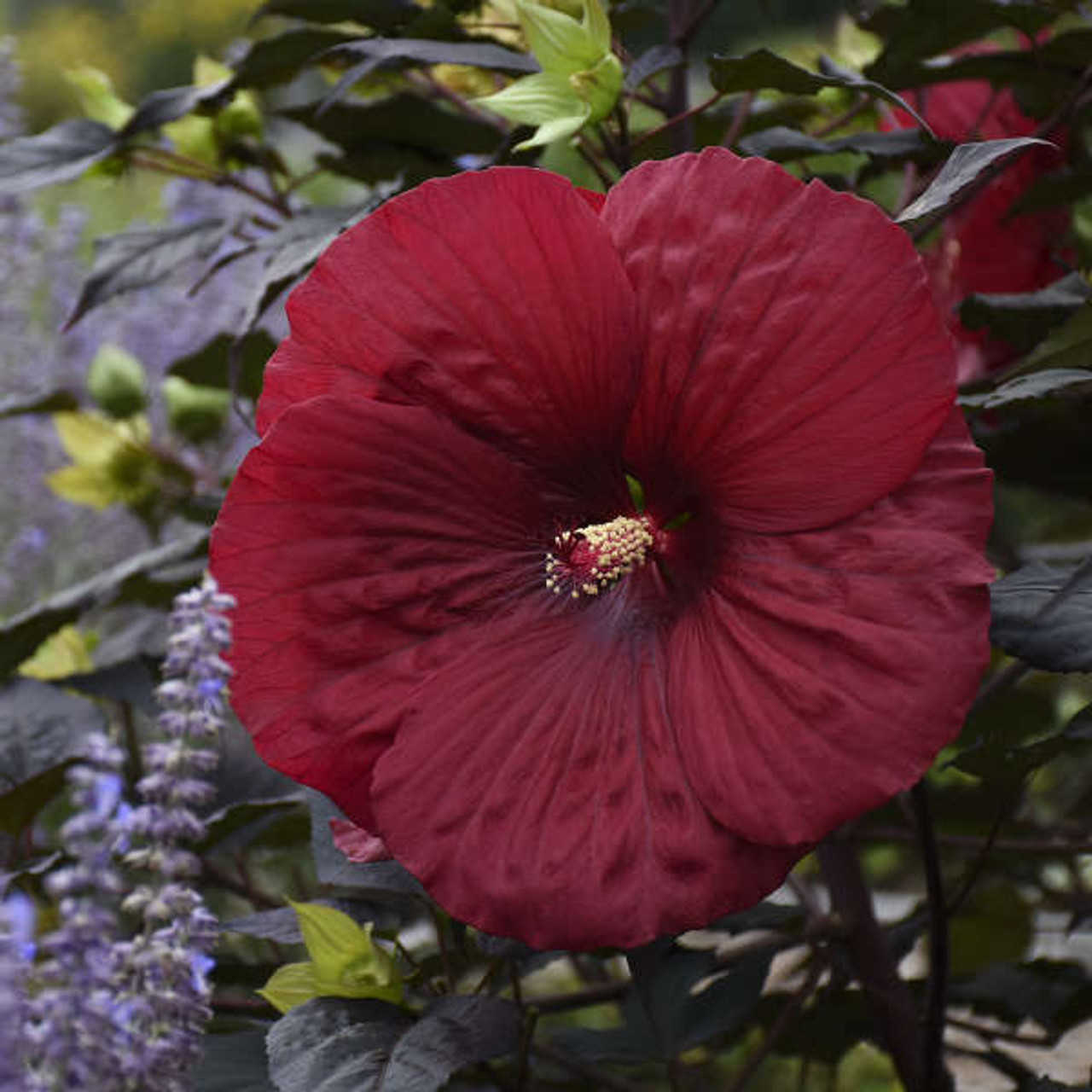 Hibiscus Holy Grail PPAF 25 BR Plants