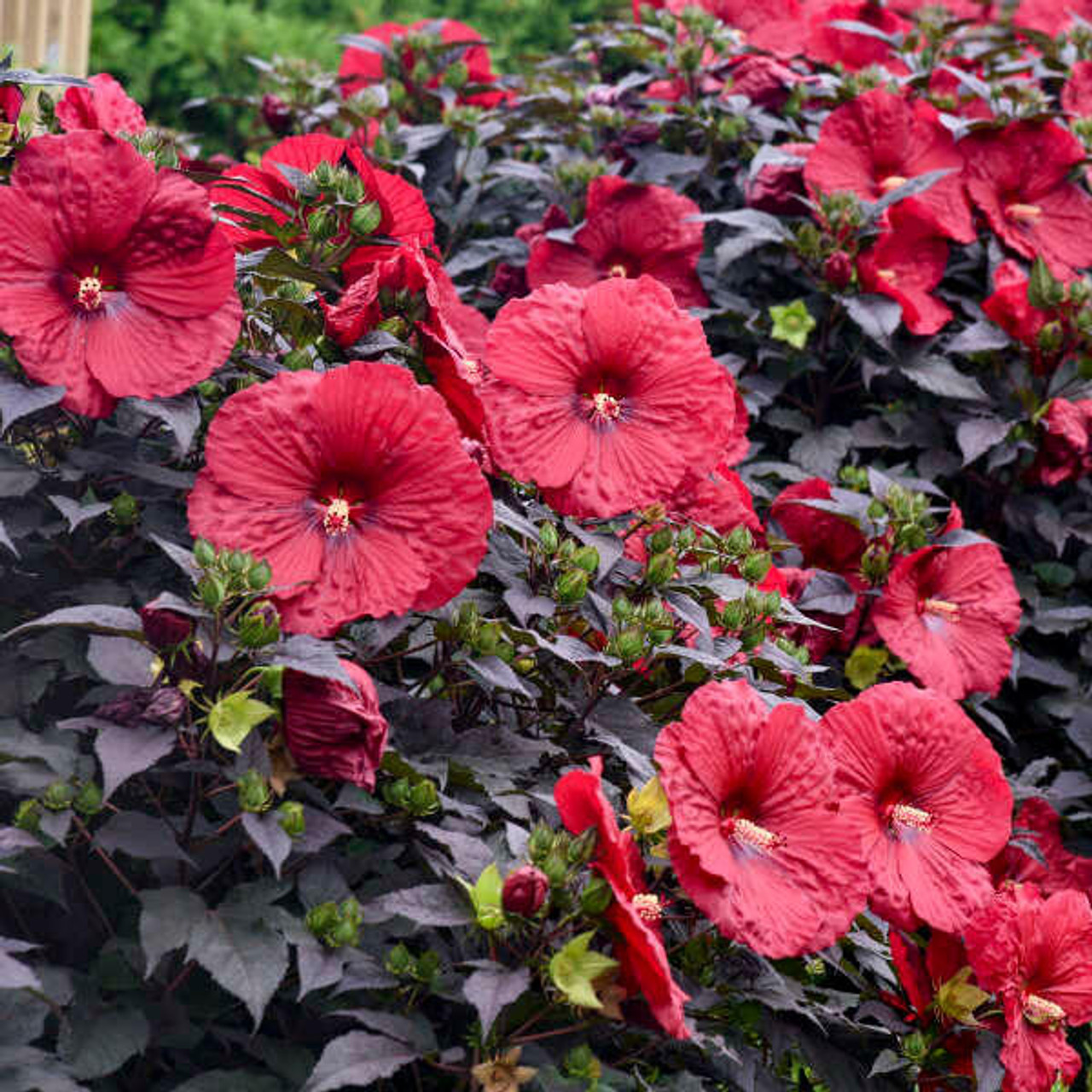 Hibiscus 'Holy Grail' PP31478 (25) BR Plants