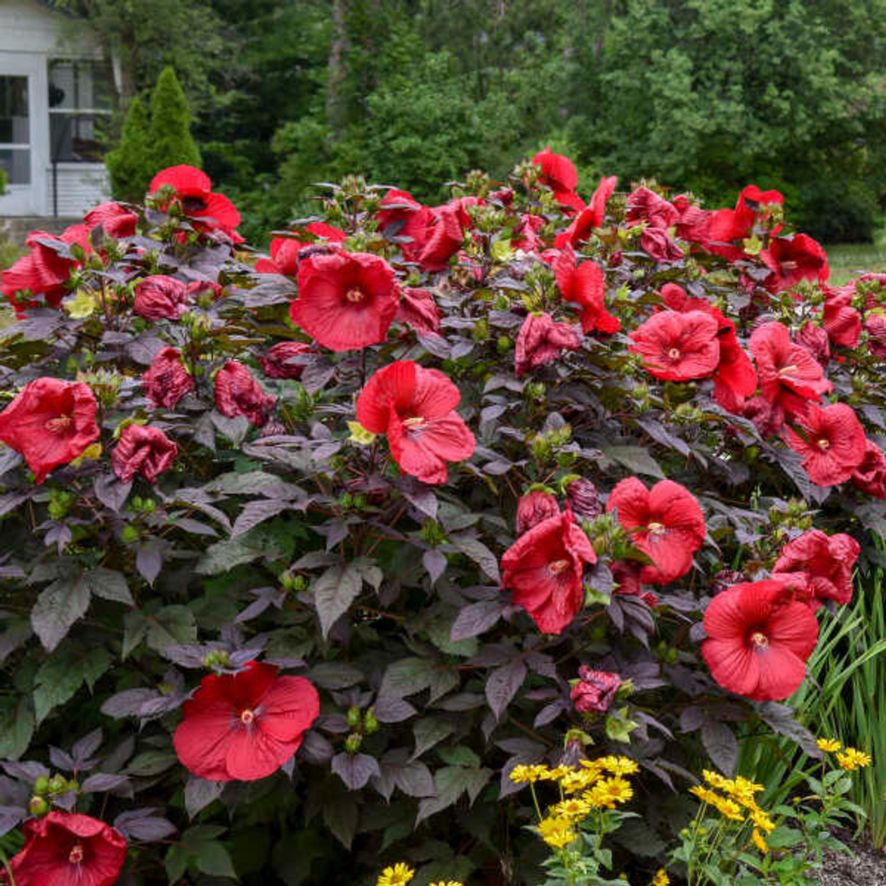 Hibiscus 'Holy Grail' PP31478 (25) BR Plants