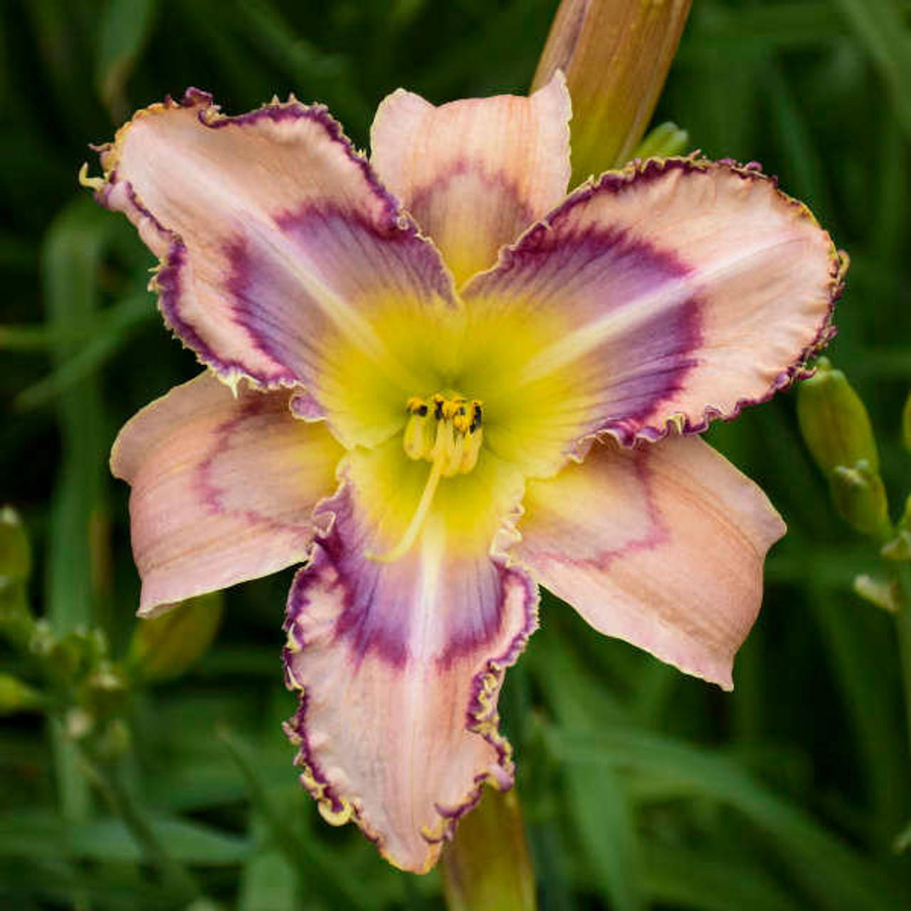 Hemerocallis 'Handwriting on the Wall' (25) BR Plants