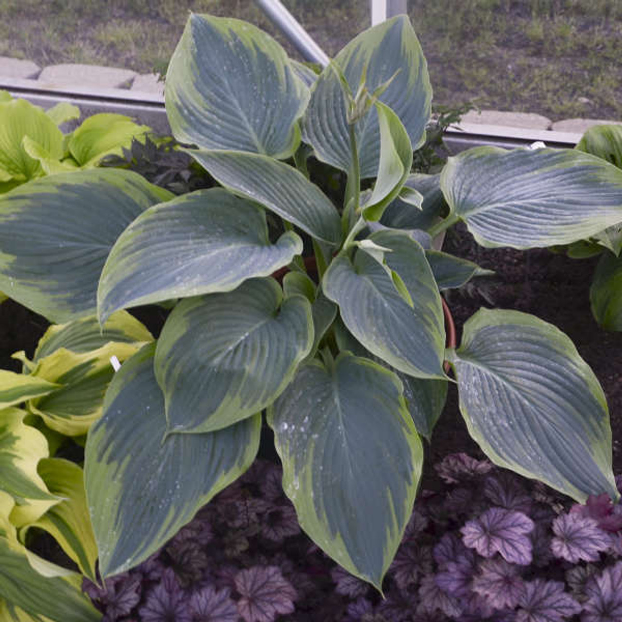 Hosta Wu-La-La PPAF 20ct Flat