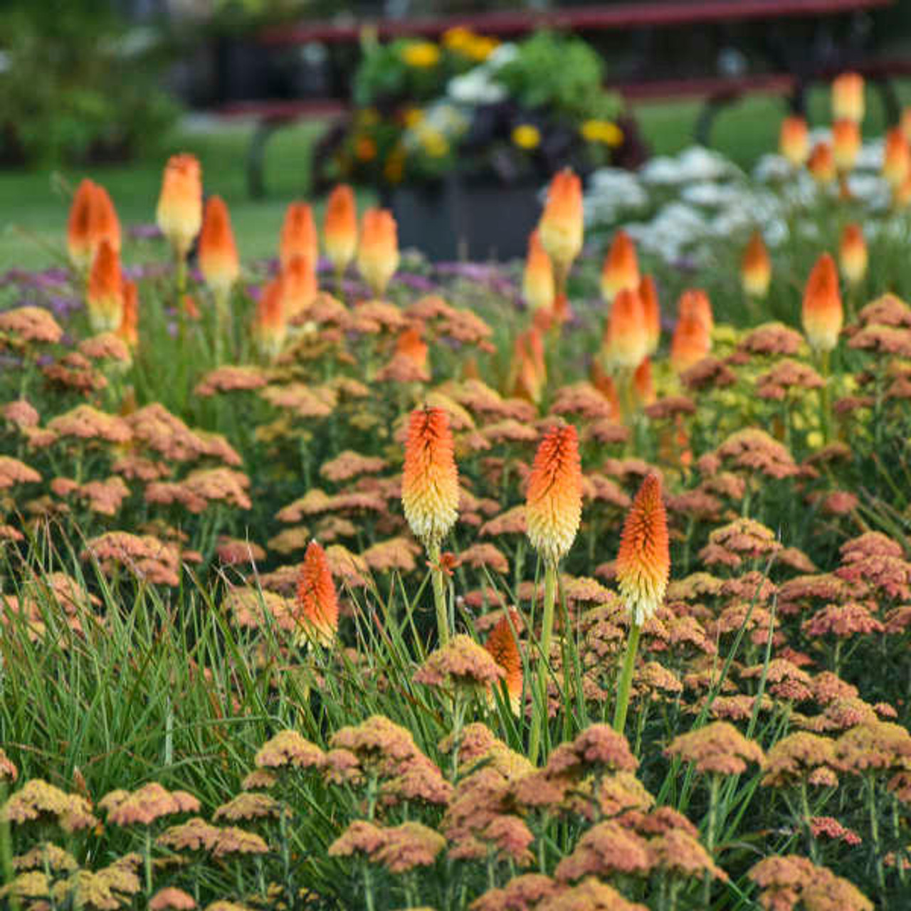 Kniphofia 'Hot and Cold' PP31185 (25) BR Plants
