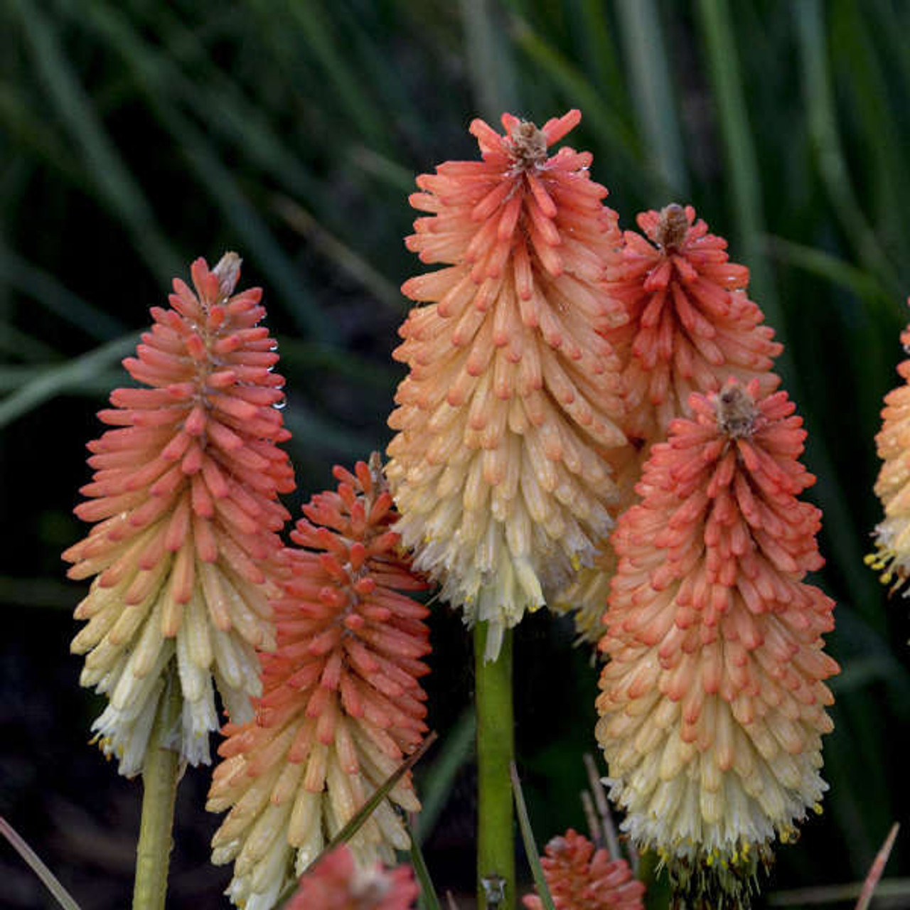 Kniphofia Hot and Cold PPAF 25 BR Plants