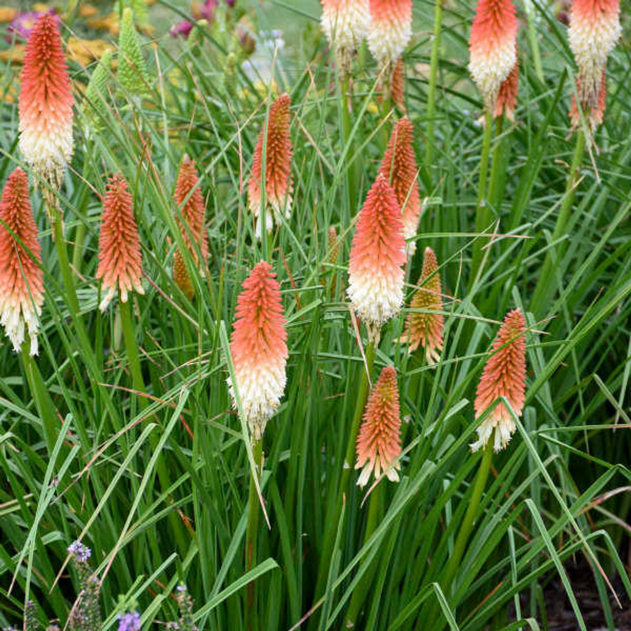 Kniphofia 'High Roller' PP32295 (25) BR Plants