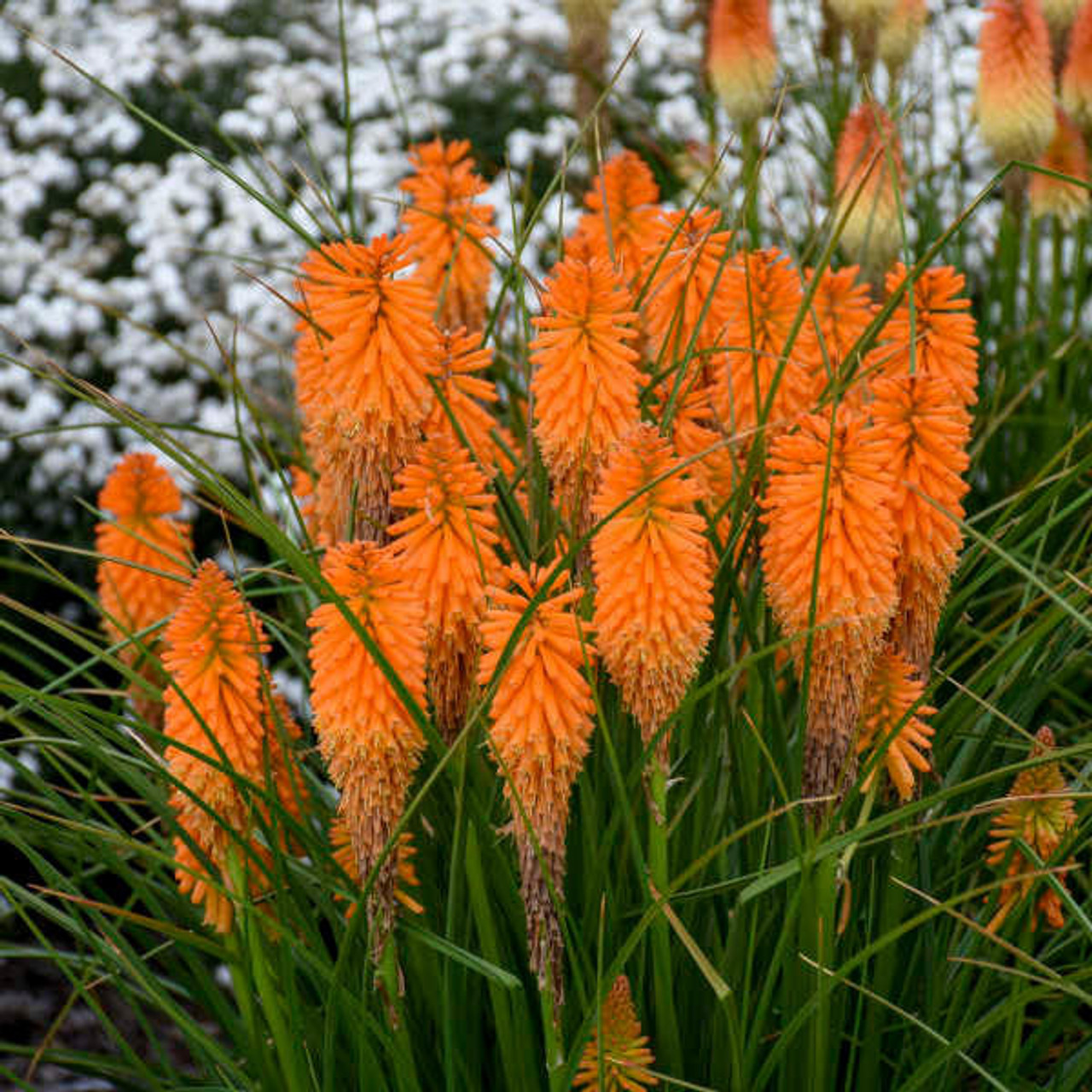 Kniphofia 'Orange Blaze' PP31545 (25) BR Plants