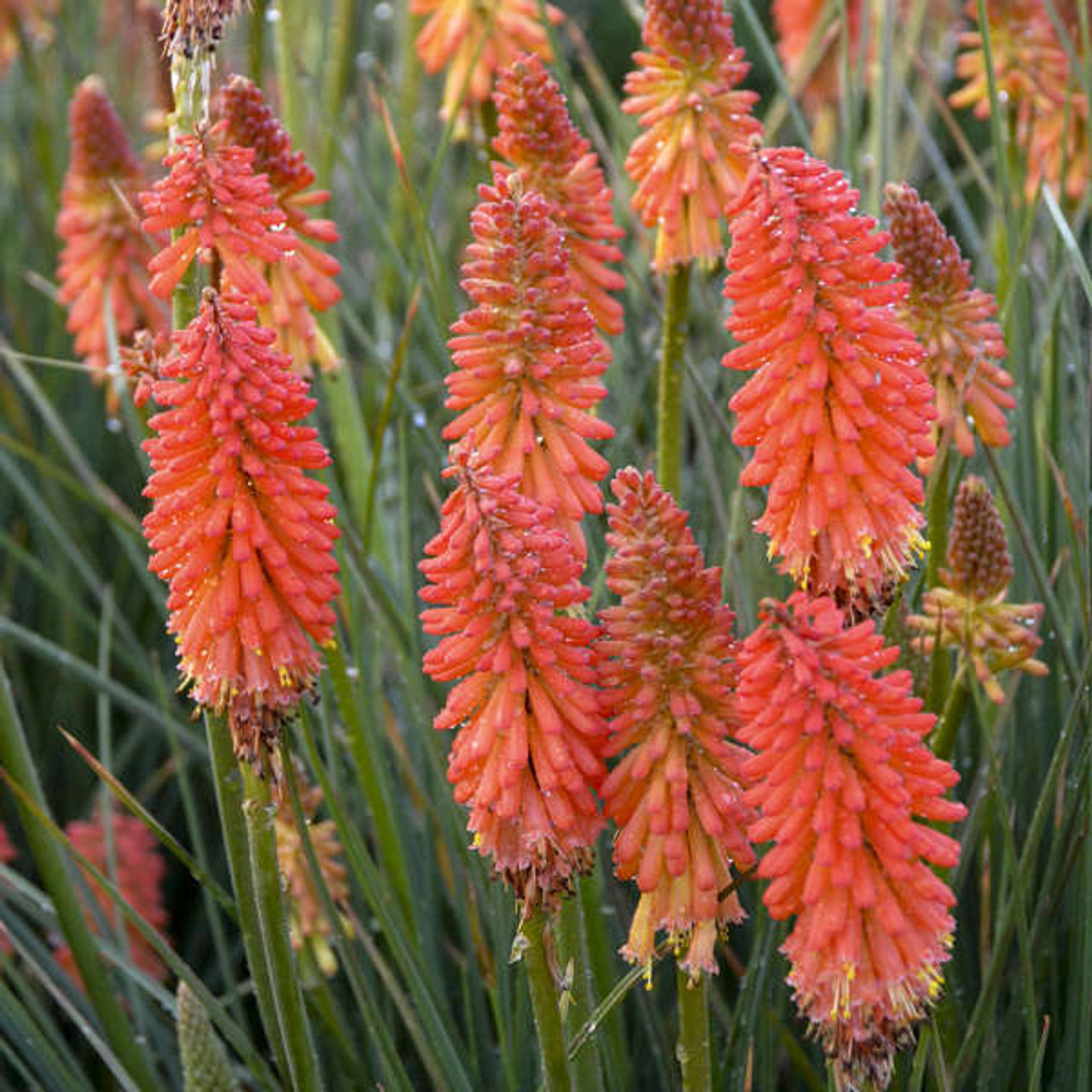 Kniphofia Poker Face PPAF 25 BR Plants