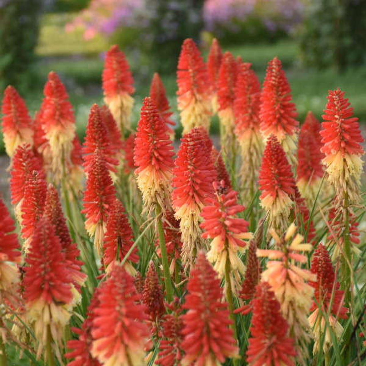 Kniphofia 'Rocket's Red Glare' PP30772 (25) BR Plants