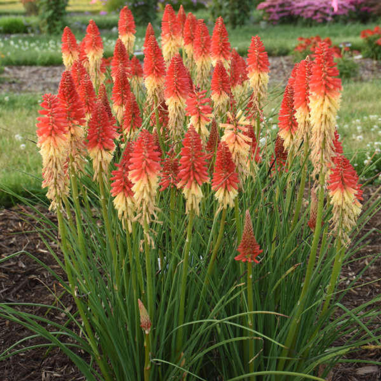 Kniphofia 'Rocket's Red Glare' PP30772 (25) BR Plants