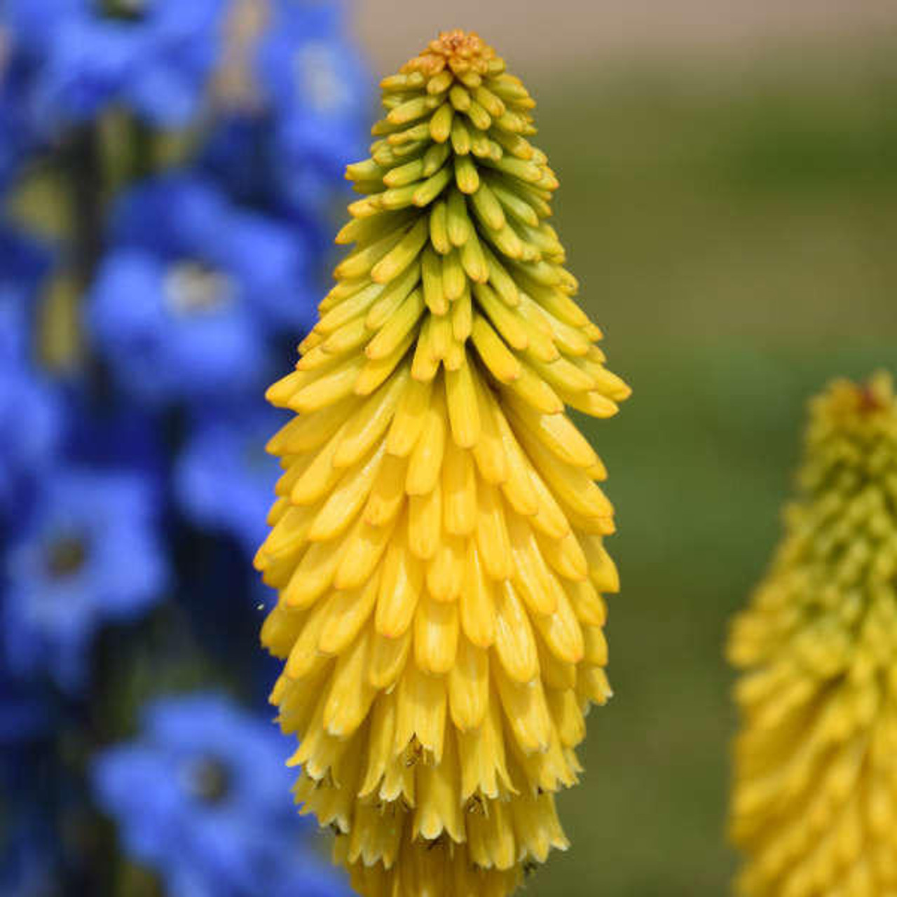 Kniphofia 'Solar Flare' PP32073 (25) BR Plants