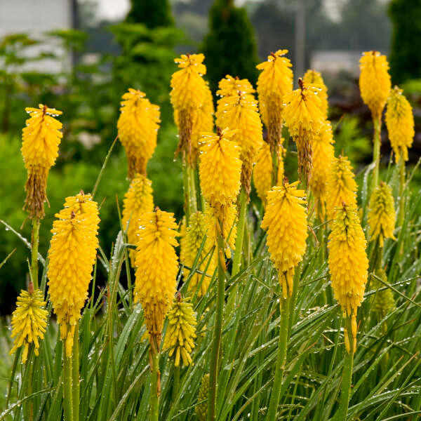 Kniphofia 'Solar Flare' shipped from Grower to your door