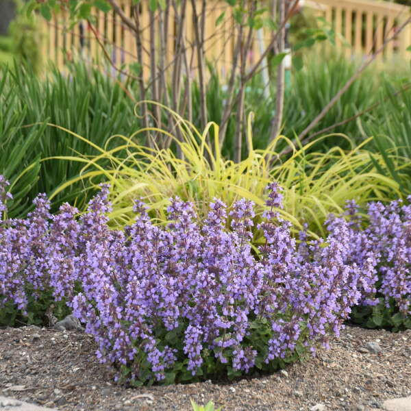 Nepeta 'Cat's Pajamas' shipped from Grower to your door