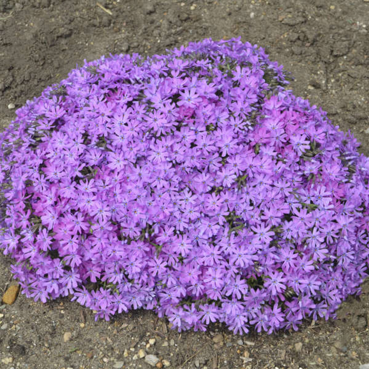 Phlox Bedazzled Pink PPAF 25 BR Plants