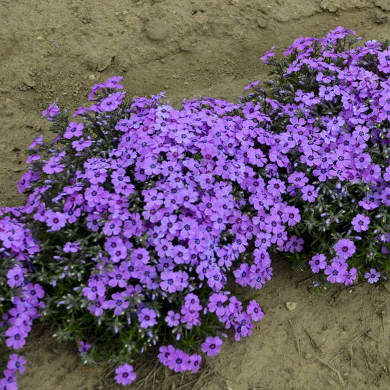 Phlox s Eye Shadow PPAF 25 BR Plants