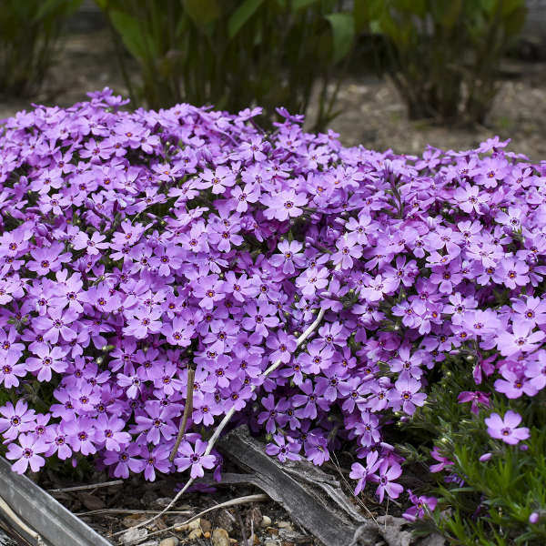 アクセサリー Phlox Japan Phlox Rocky Road Pink shipped from Grower to your door