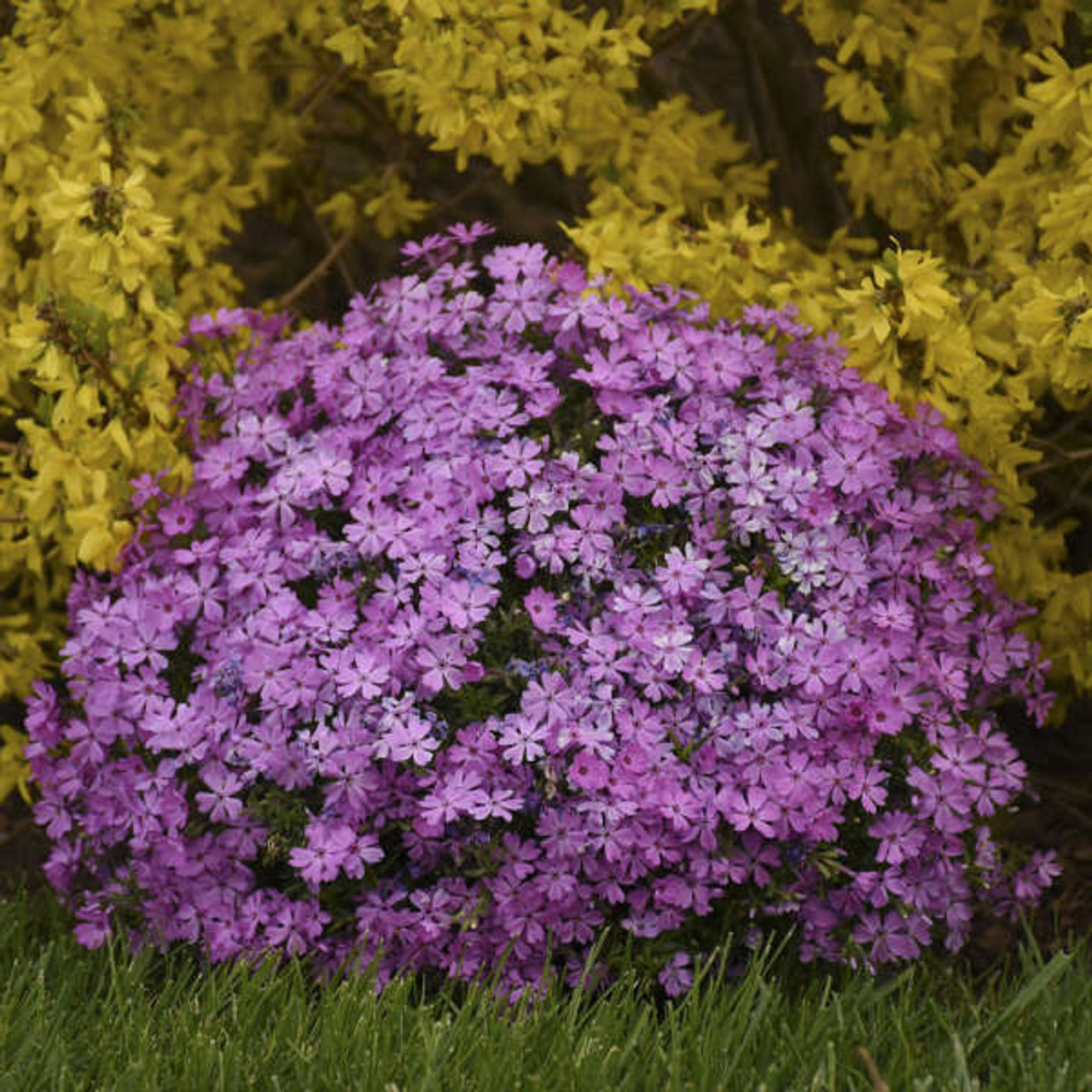 Phlox Rocky Road Pink PP31486 30ct Flat