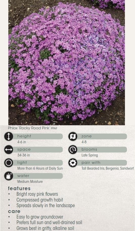 Phlox Rocky Road Pink PP31486 30ct Flat