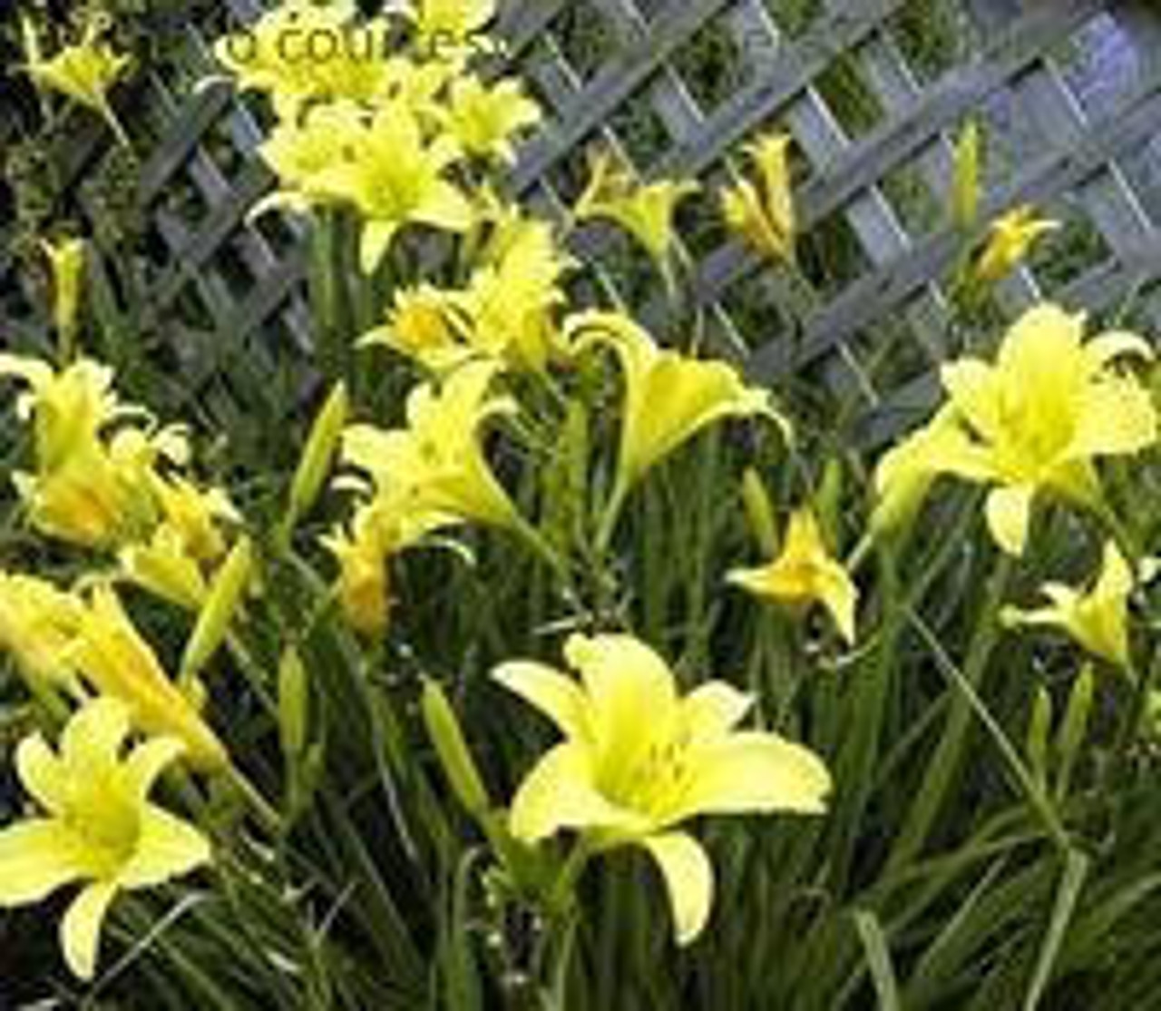 Hemerocallis HYPERION 25 BR Plants
Photos courtesy of Walters Gardens, Inc