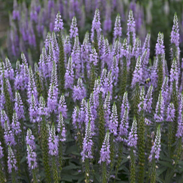 Veronica 'Lavender Lightsaber' shipped from Grower to your door