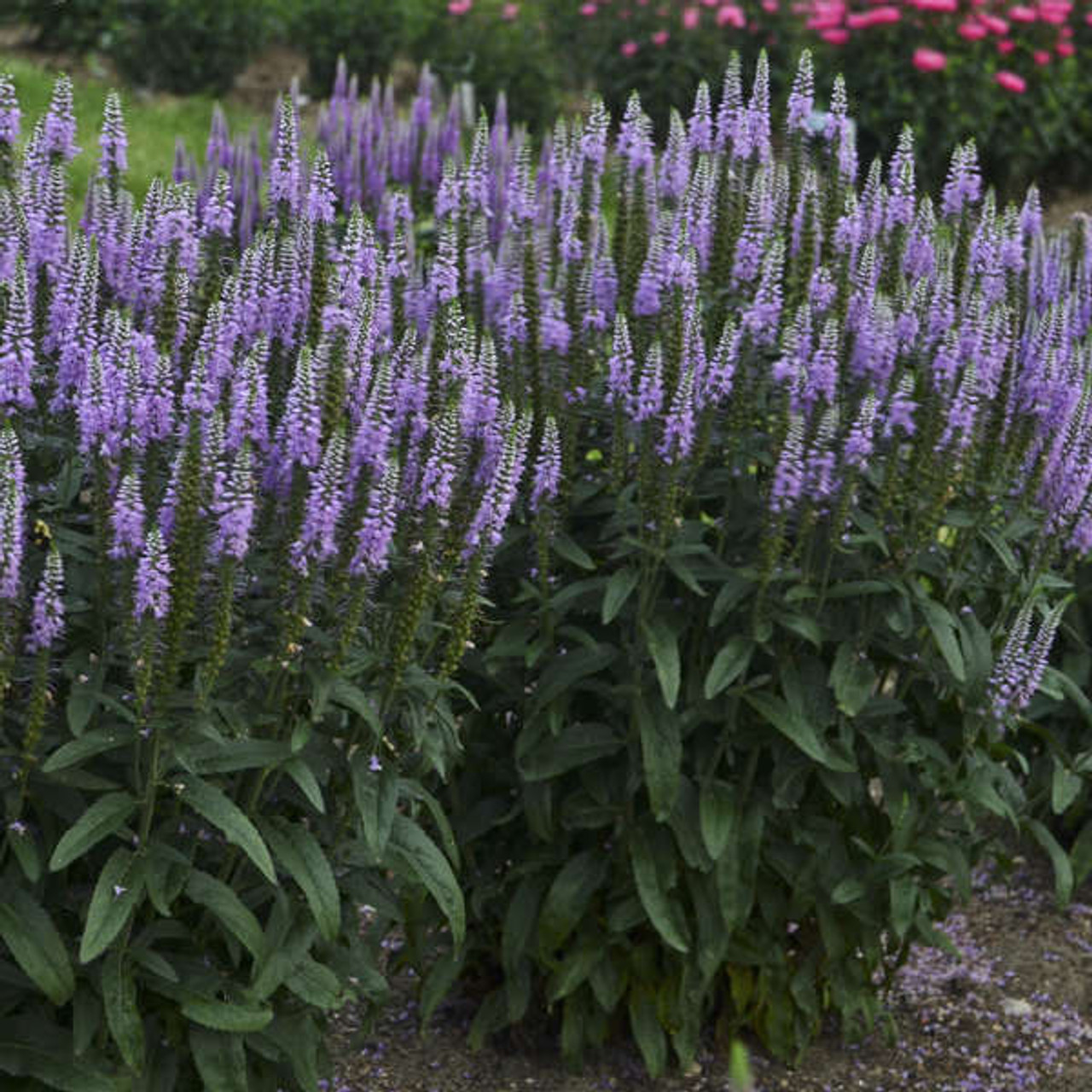 Veronica Lavender Lightsaber PPAF 25 BR Plants