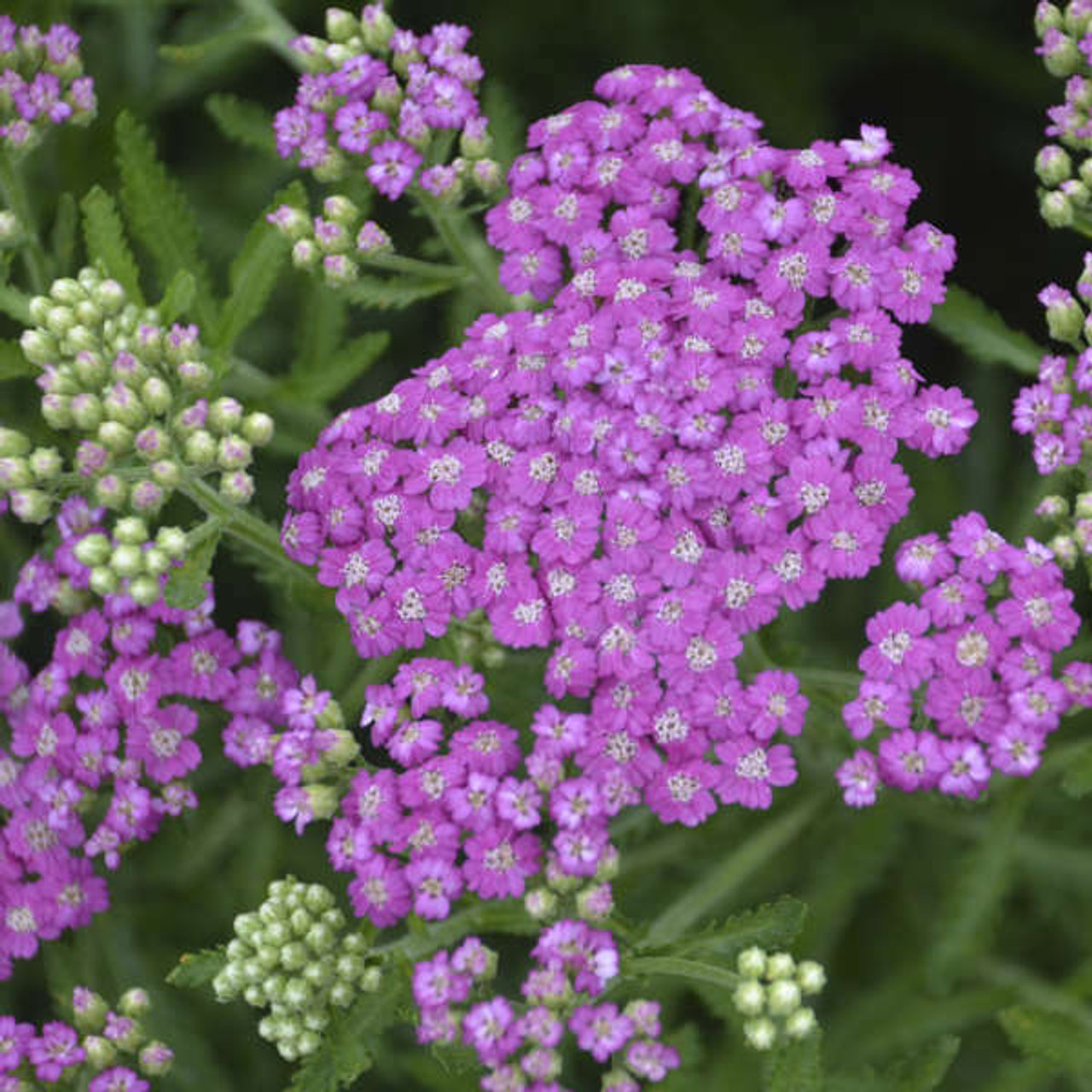 Achillea Firefly Amethyst PPAF 25 BR Plants