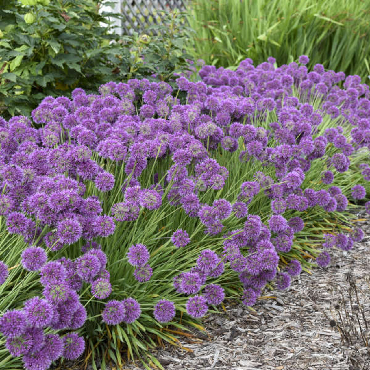 Allium Lavender Bubbles PPAF 25 BR Plants