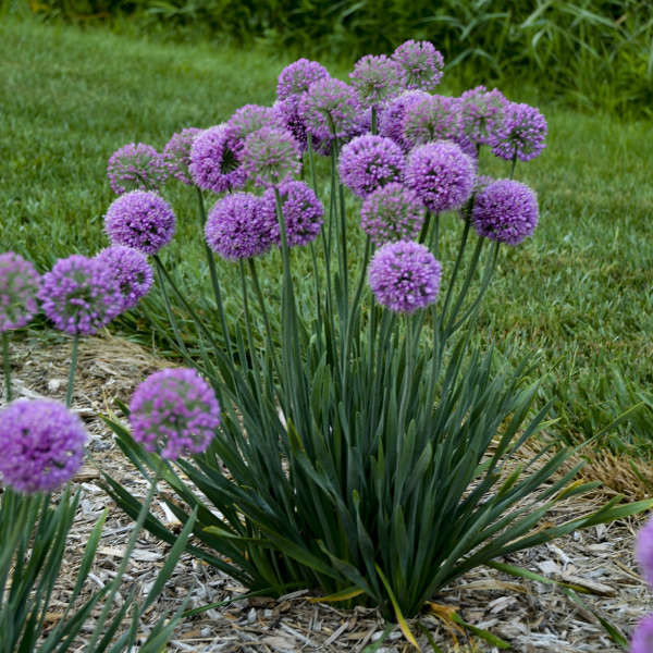 Allium 'Serendipity' shipped from Grower to your door