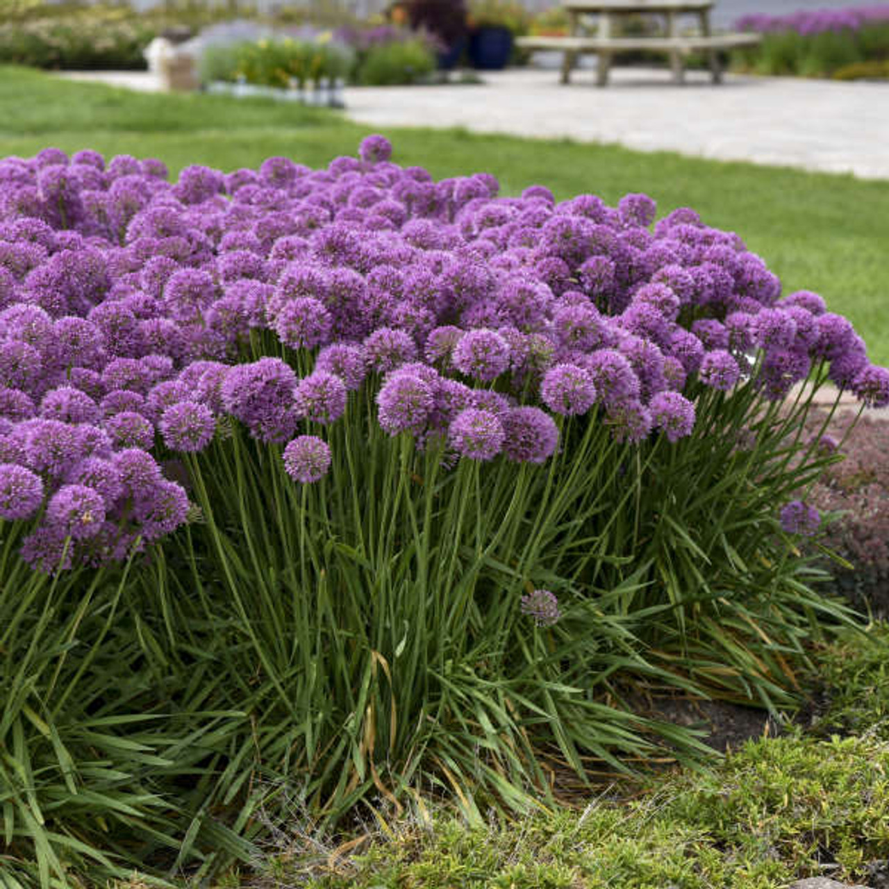Allium 'Serendipity' | Perennial Plant Sale | Bloomin Designs Nursery