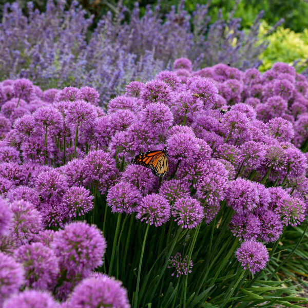 Allium 'Serendipity' shipped from Grower to your door