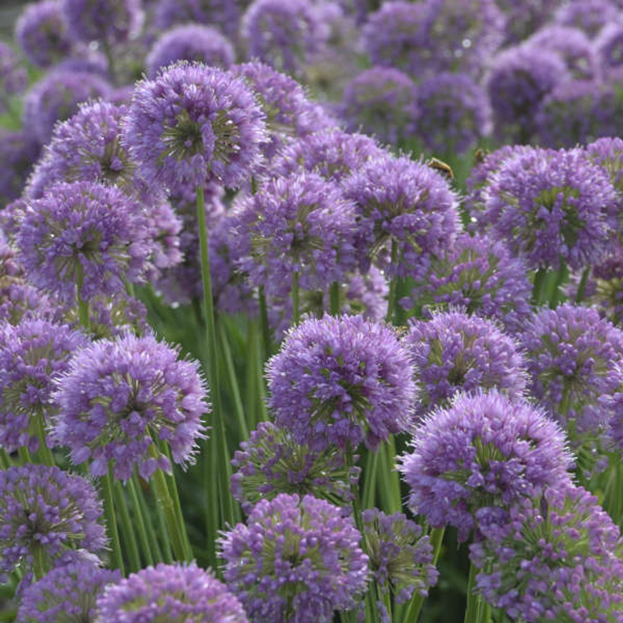 ［新品］SLOTHREAT Allium Allium 'Gladiator' – World of Blooms