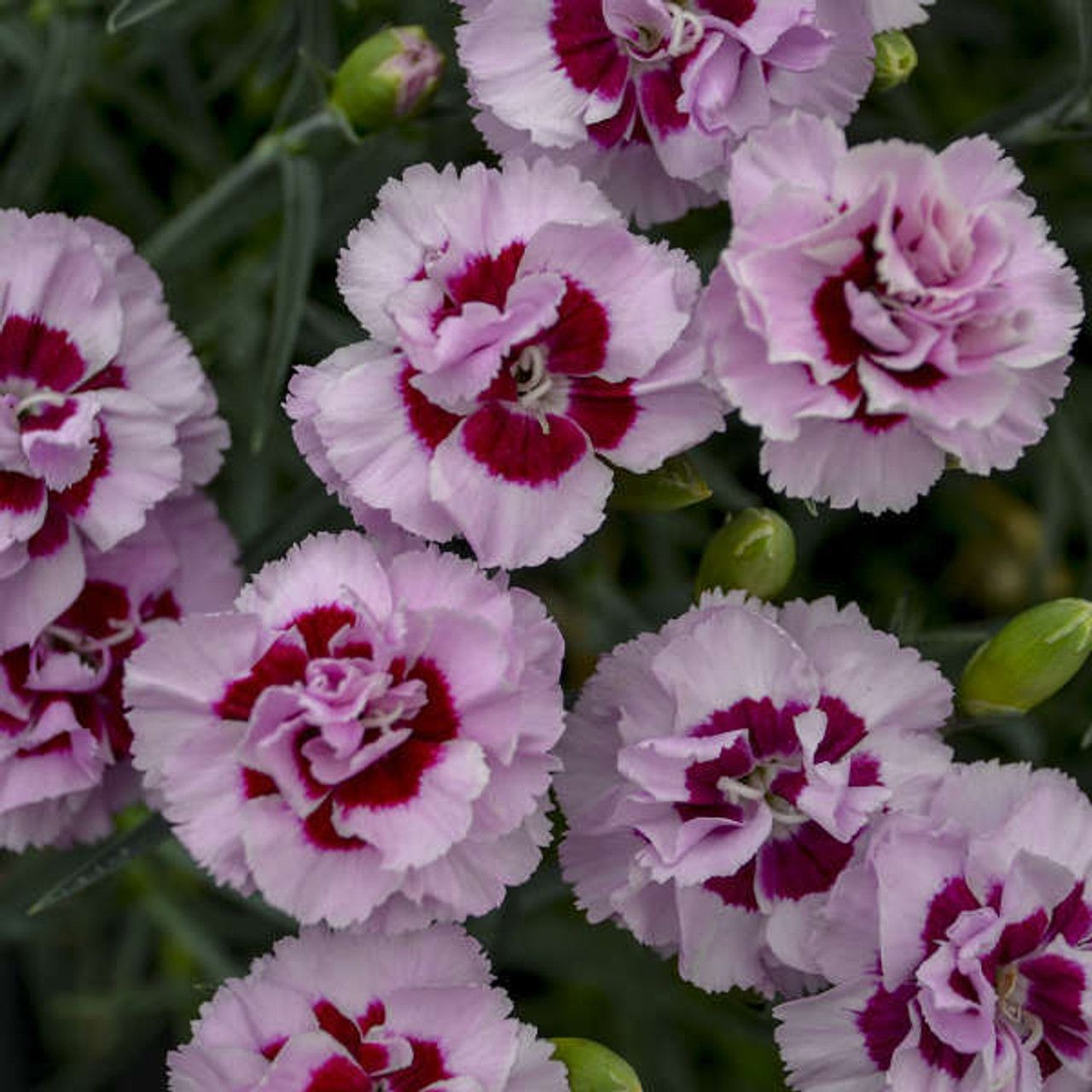 Dianthus Kiss and Tell PPAF 30ct Flat
