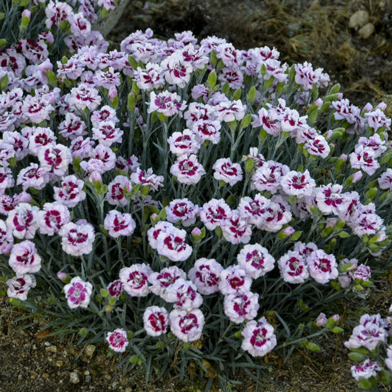 Dianthus Kiss and Tell PPAF 30ct Flat
