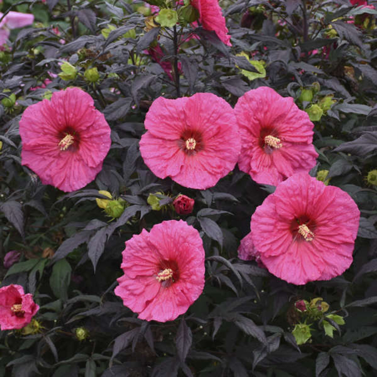 Hibiscus Evening Rose PPAF 25 BR Plants