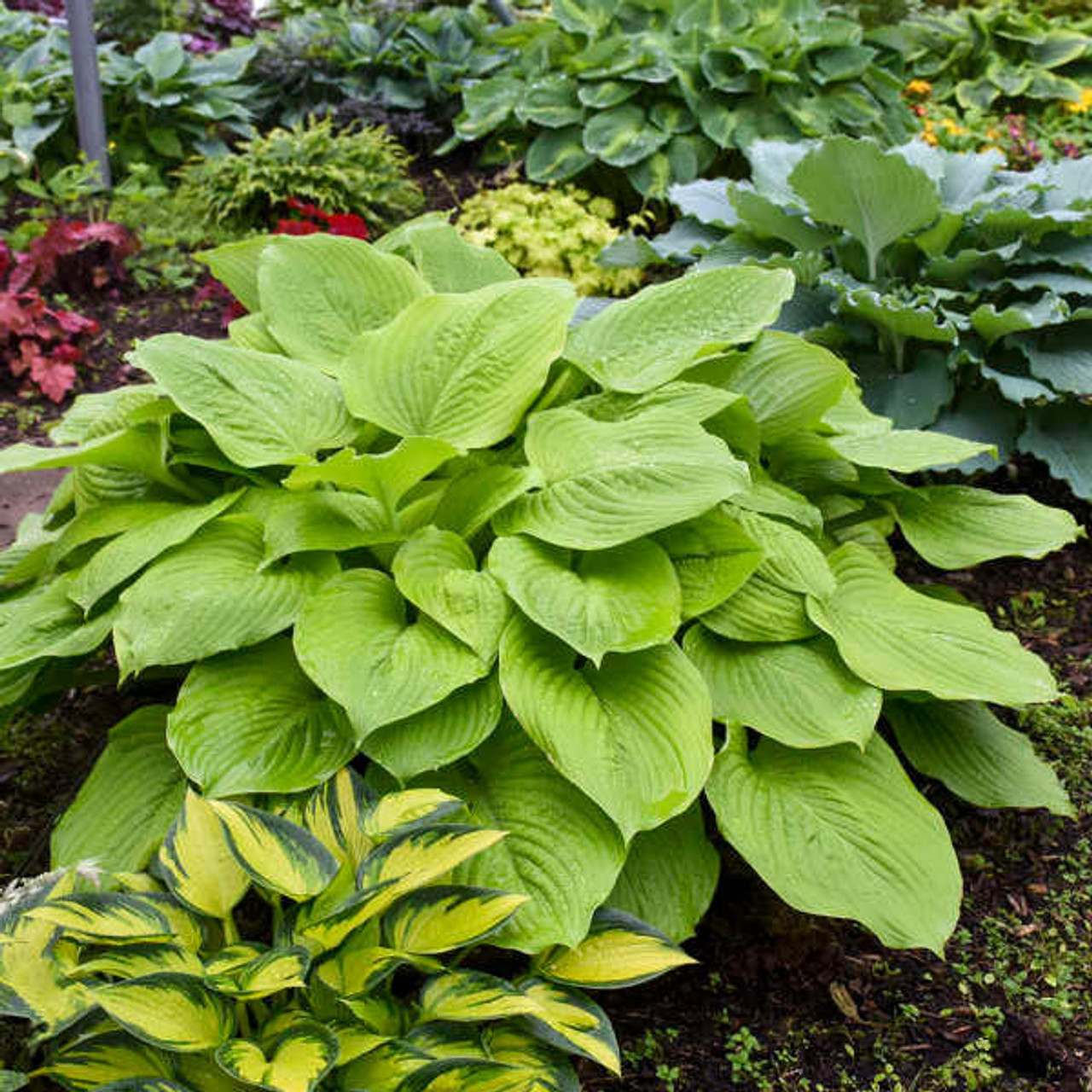 Hosta 'Age of Gold' PP30902 (25) BR Plants