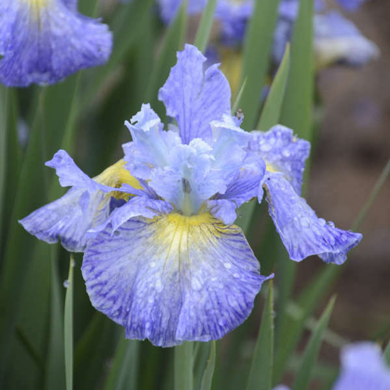 Iris s Cape Cod Boys 25 BR Plants