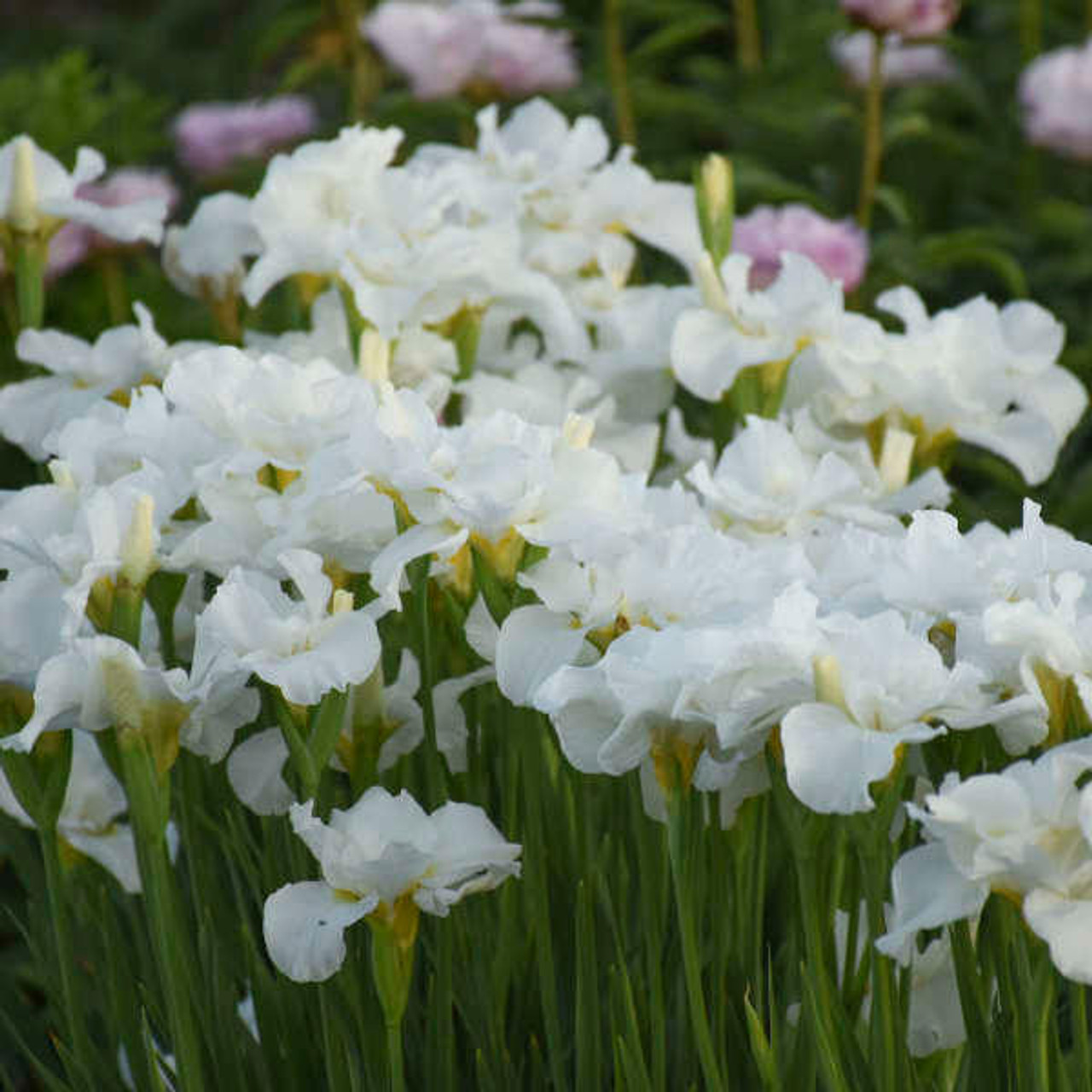 Iris sibirica Swans In Flight - Iris de Siberie / Siberian Iris - Nos  végétaux - Jardin2m