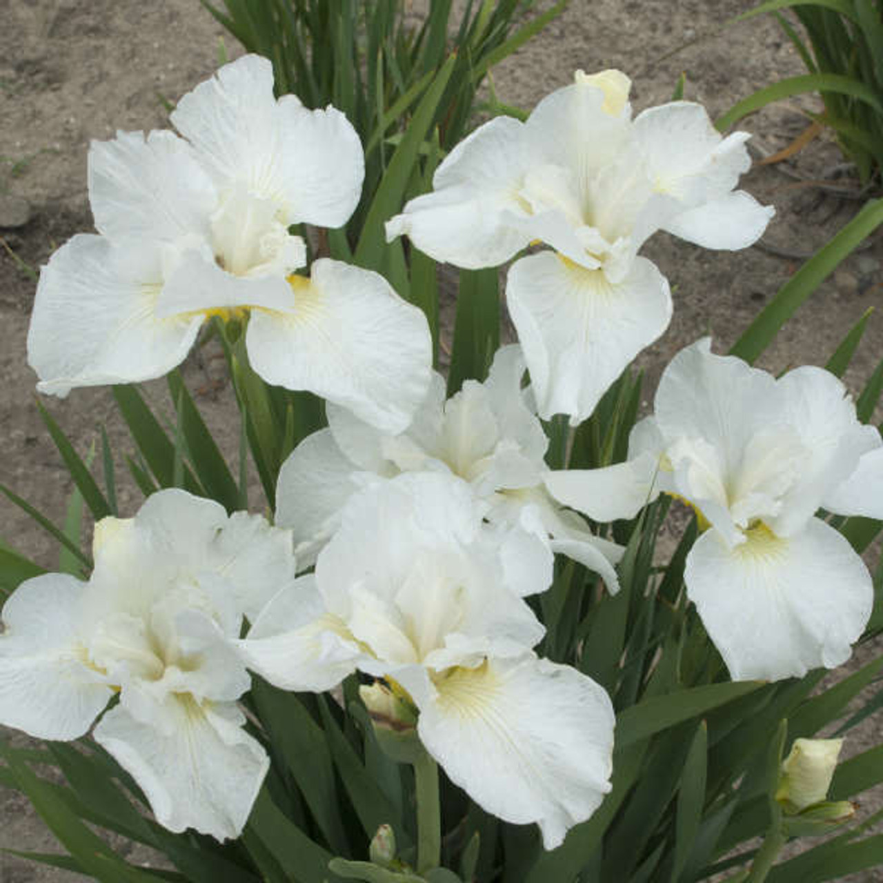 Iris s Swans in Flight 25 BR Plants