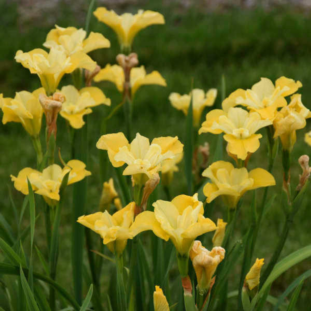 Iris s. 'Sunfisher' (25) BR Plants