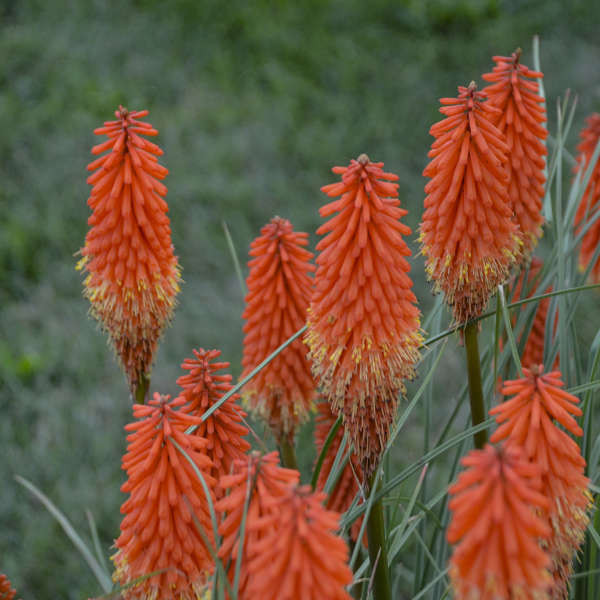 Kniphofia Joker's Wild shipped from Grower to your door