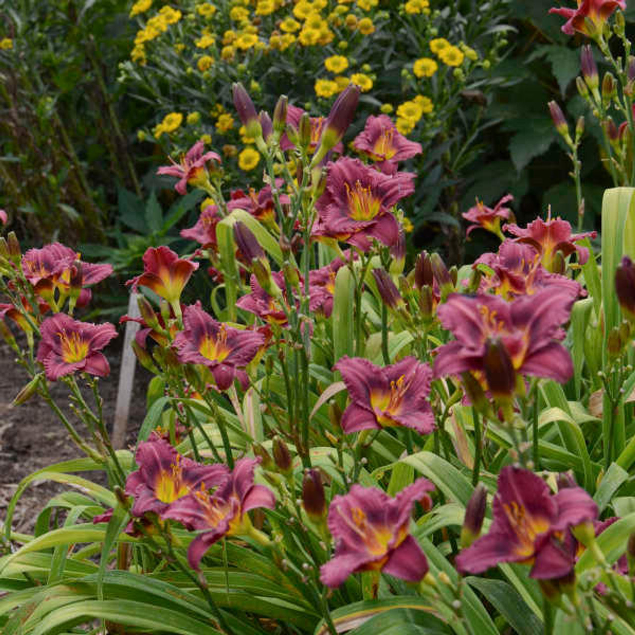 Hemerocallis 'Little Grapette'
Photos courtesy of Walters Gardens, Inc