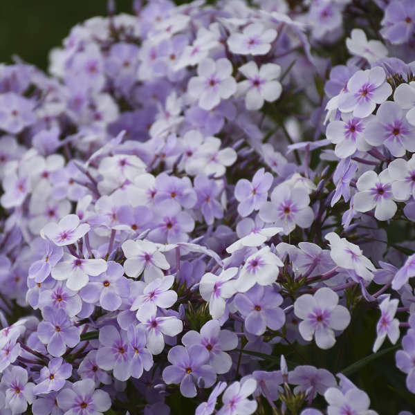 Phlox paniculata Opening Act Pink-a-Dot shipped from Grower to