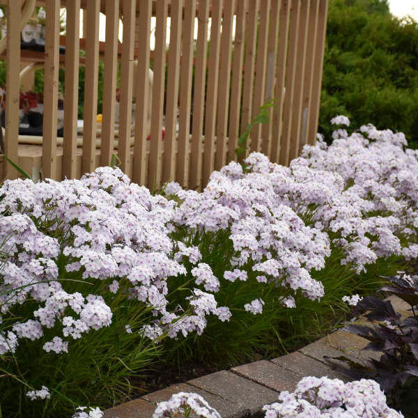 Phlox paniculata Opening Act Pink-a-Dot shipped from Grower to