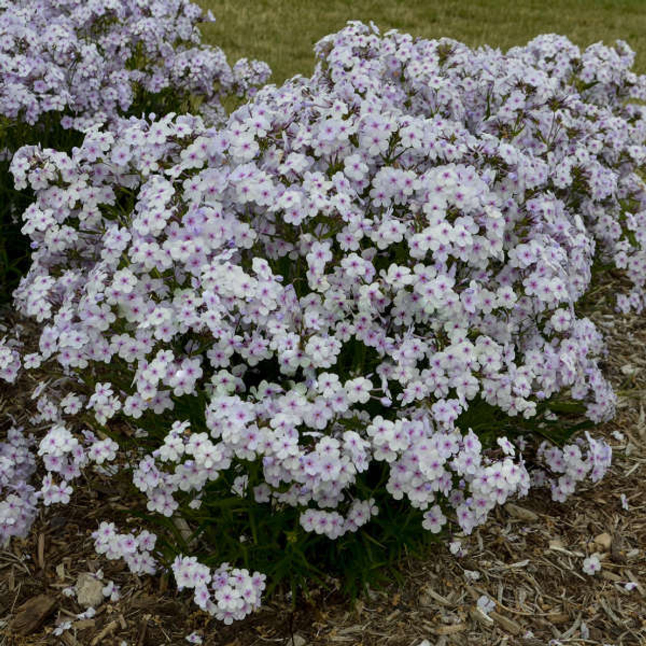 Phlox Opening Act Pink-a-Dot PPAF 25 BR Plants