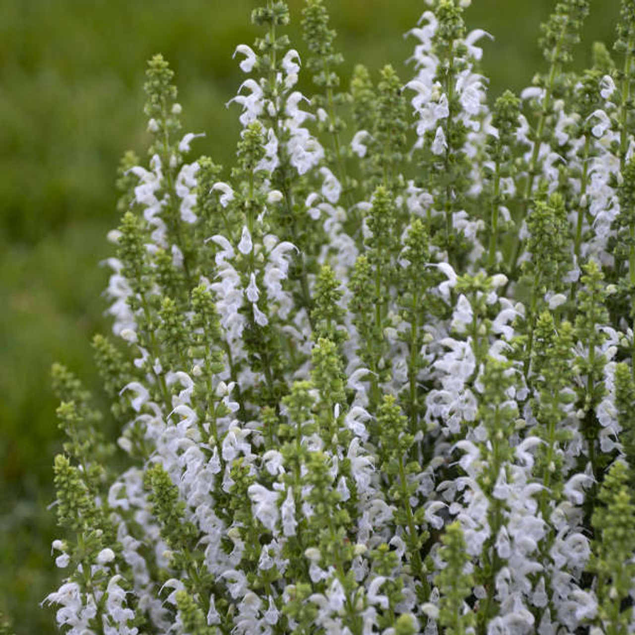 Salvia n White Profusion PPAF 25 BR Plants