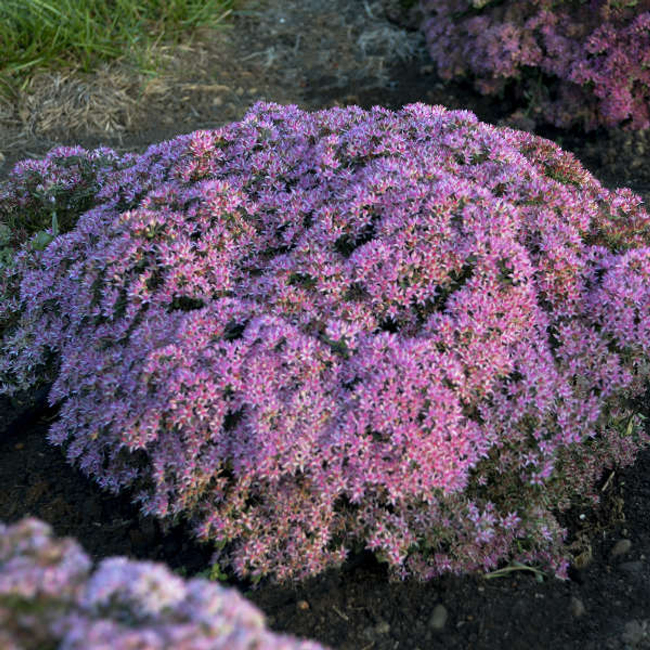 Sedum Pride and Joy PPAF 25 BR Plants