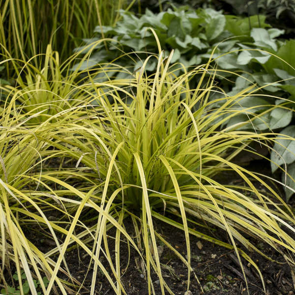 Carex o. EVERCOLOR 'Everillo'shipped from Grower to your door