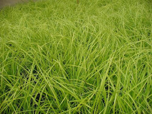 Carex oshimensis 'Everillo' PP21002 (3.5 inch pot)