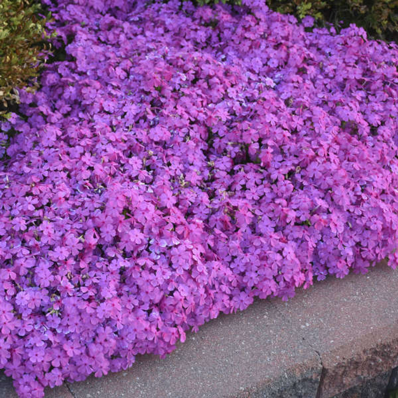 phlox creeping varieties