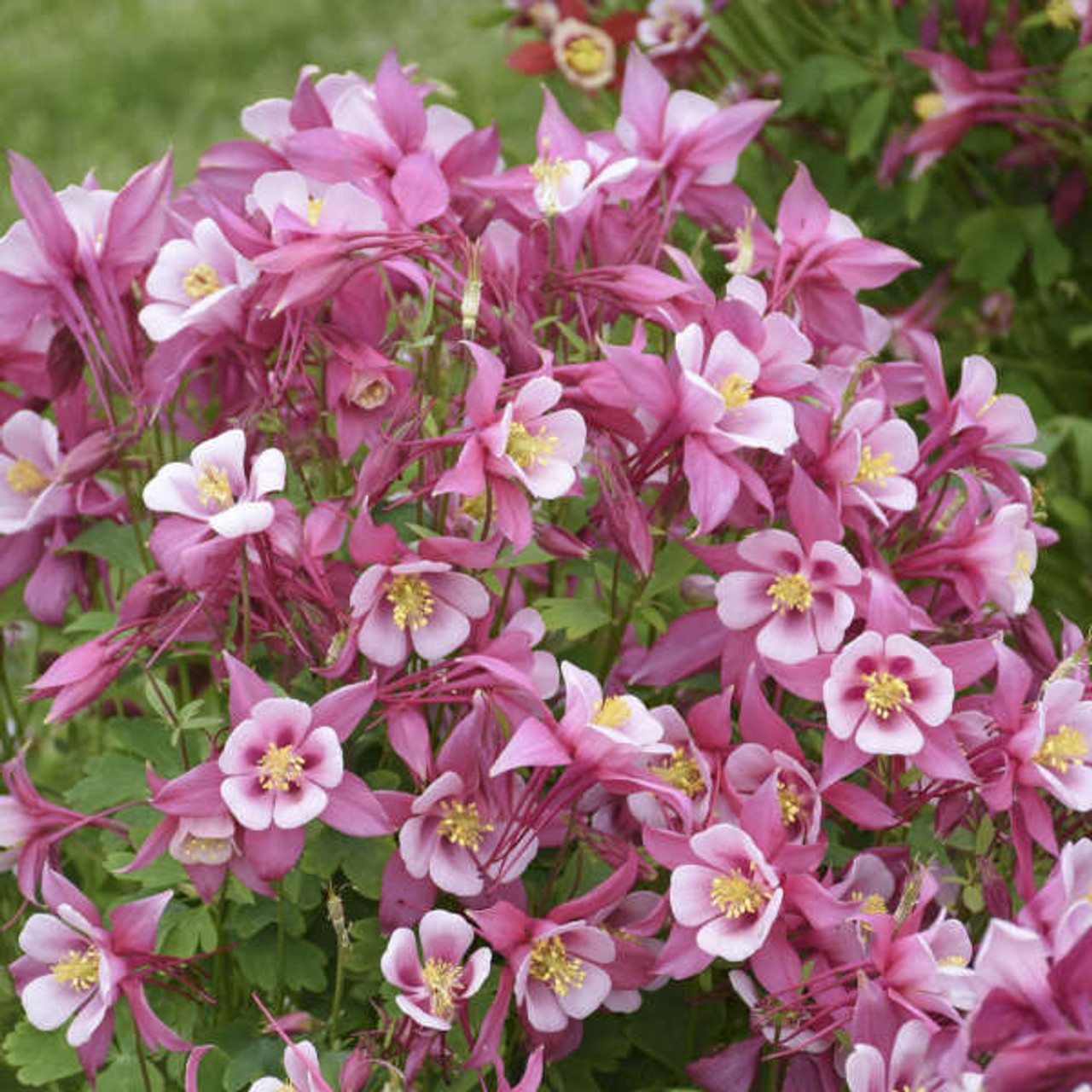 Aquilegia KIRIGAMI Rose and Pink 30ct Flat