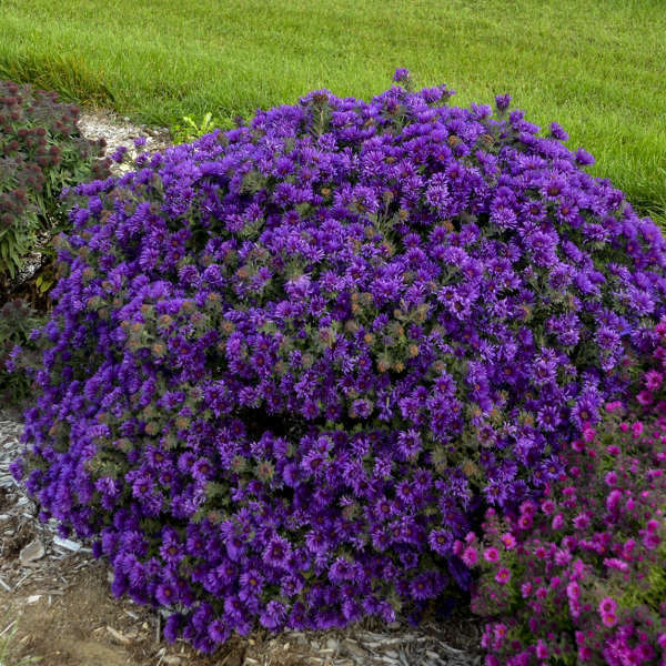 Aster Grape Crush PPAF 25 BR Plants